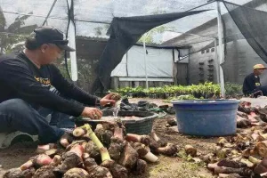 Wakaf Produktif, Tanam 70 Pohon Pisang Cavendish di Tegalsari