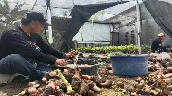 Wakaf Produktif, Tanam 70 Pohon Pisang Cavendish di Tegalsari